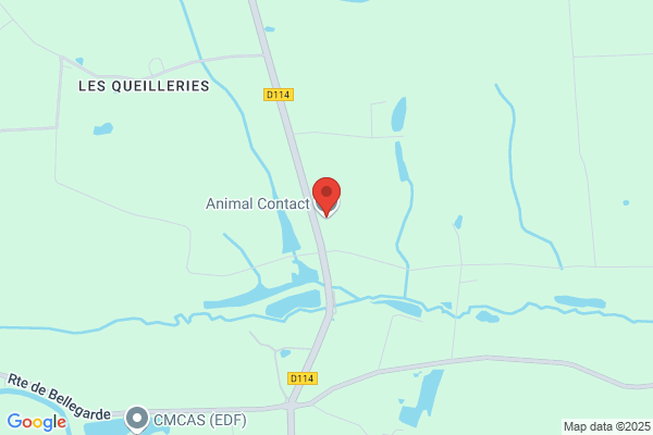 Au Delire Des Animaux