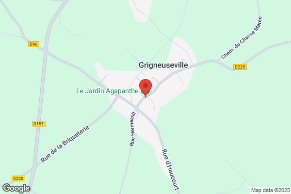 Agapanthe