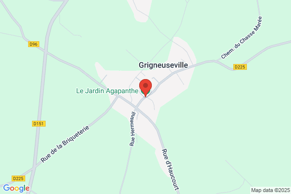 Agapanthe