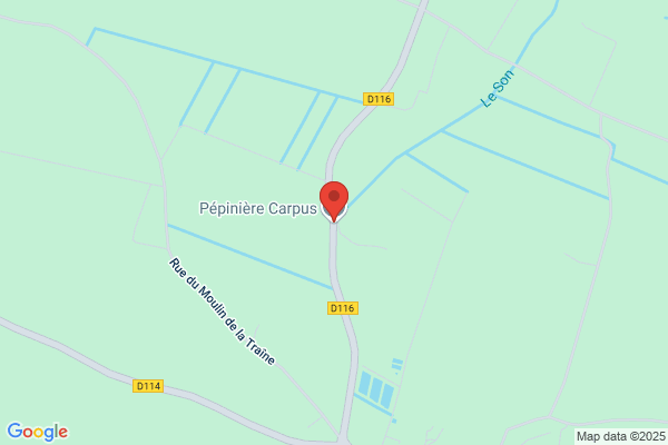 Carpus