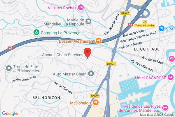Accueil Chats Services