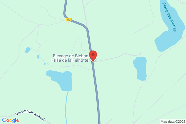 Club Des Bichons Et Petits Chiens Lions
